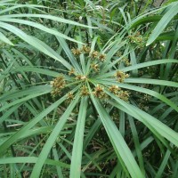 Cyperus alternifolius L.