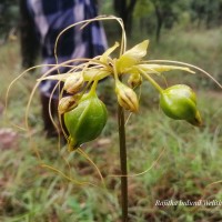 Tacca leontopetaloides (L.) Kuntze