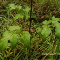 Tacca leontopetaloides (L.) Kuntze