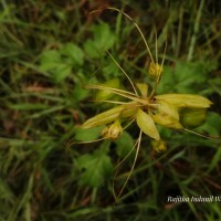 <i>Tacca leontopetaloides</i>  (L.) Kuntze