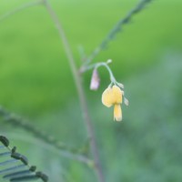 Sesbania bispinosa (Jacq.) W.Wight (Schreb.) Pers.