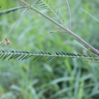 Sesbania bispinosa (Jacq.) W.Wight (Schreb.) Pers.