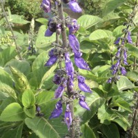 Coleus barbatus var. grandis (L.H.Cramer) A.J.Paton