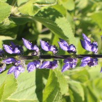 Coleus barbatus var. grandis (L.H.Cramer) A.J.Paton