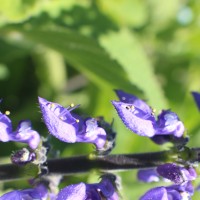 Coleus barbatus var. grandis (L.H.Cramer) A.J.Paton