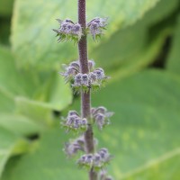 Coleus barbatus var. grandis (L.H.Cramer) A.J.Paton