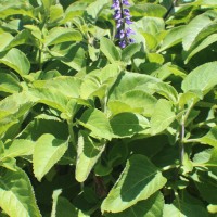 <i>Coleus barbatus</i>  var.  grandis  (L.H.Cramer) A.J.Paton