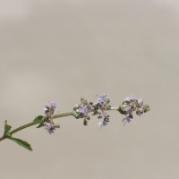 Platostoma menthoides (L.) A.J.Paton