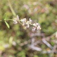 <i>Platostoma menthoides</i>  (L.) A.J.Paton