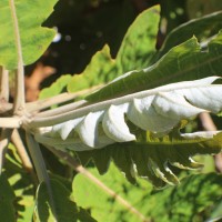 Bocconia frutescens L.