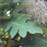 Bocconia frutescens L.