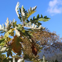 Bocconia frutescens L.
