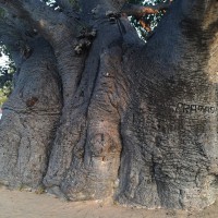 Adansonia digitata L.