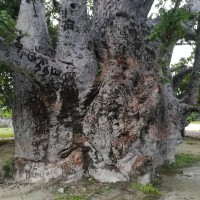 Adansonia digitata L.