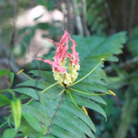 Gloriosa superba L.