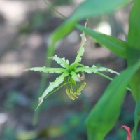 Gloriosa superba L.