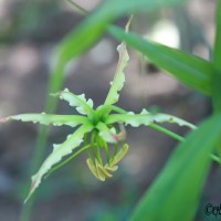 Gloriosa superba L.