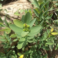 Wikstroemia indica (L.) C.A.Mey.