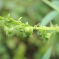 Artanema longifolium (L.) Vatke