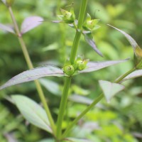 Artanema longifolium (L.) Vatke