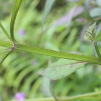 Artanema longifolium (L.) Vatke