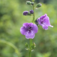 Artanema longifolium (L.) Vatke