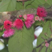 Syzygium malaccense (L.) Merr. & L.M.Perry