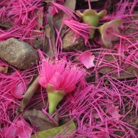 Syzygium malaccense (L.) Merr. & L.M.Perry