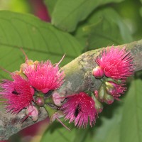 Syzygium malaccense (L.) Merr. & L.M.Perry