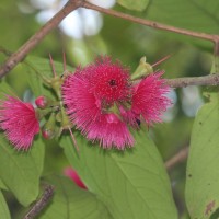 <i>Syzygium malaccense</i>  (L.) Merr. & L.M.Perry