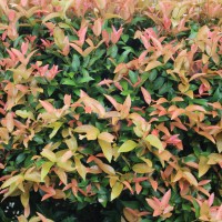 Syzygium myrtifolium Walp.