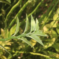 Euphorbia tithymaloides subsp. tithymaloides