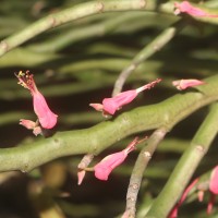 Euphorbia tithymaloides subsp. tithymaloides