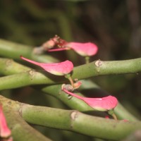 Euphorbia tithymaloides subsp. tithymaloides