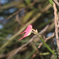 Euphorbia tithymaloides subsp. tithymaloides