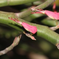 Euphorbia tithymaloides subsp. tithymaloides