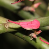 Euphorbia tithymaloides subsp. tithymaloides