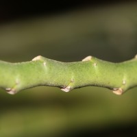 Euphorbia tithymaloides subsp. tithymaloides