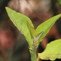 Euphorbia tithymaloides subsp. tithymaloides