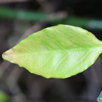 Euphorbia tithymaloides subsp. tithymaloides