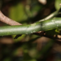 Euphorbia tithymaloides subsp. tithymaloides