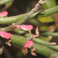 Euphorbia tithymaloides subsp. tithymaloides