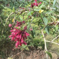 Cestrum elegans (Brongn. ex Neumann) Schltdl.