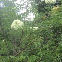 Sambucus javanica subsp. chinensis (Lindl.) Fukuoka