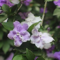 Brunfelsia pauciflora (Cham. & Schltdl.) Benth.