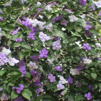 Brunfelsia pauciflora (Cham. & Schltdl.) Benth.