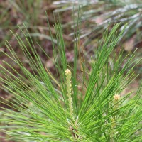 Pinus caribaea Morelet