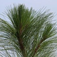 <i>Pinus caribaea</i> Morelet