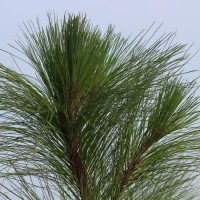 Pinus caribaea Morelet