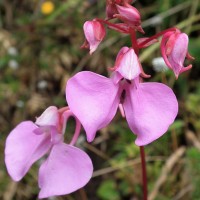 Impatiens elongata Arn.